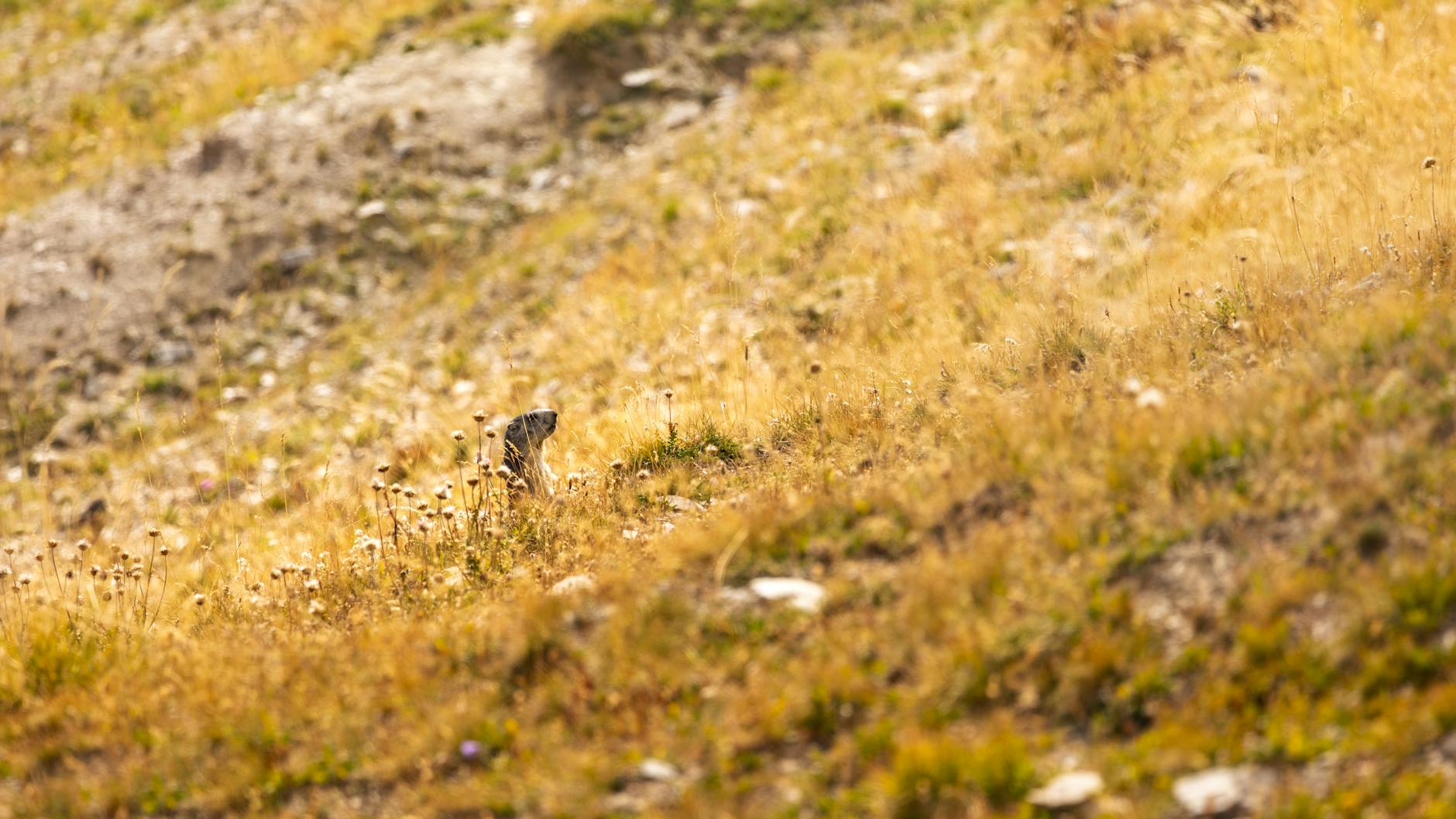 Hidden Gems For Wildlife Watching Around Castle Rock