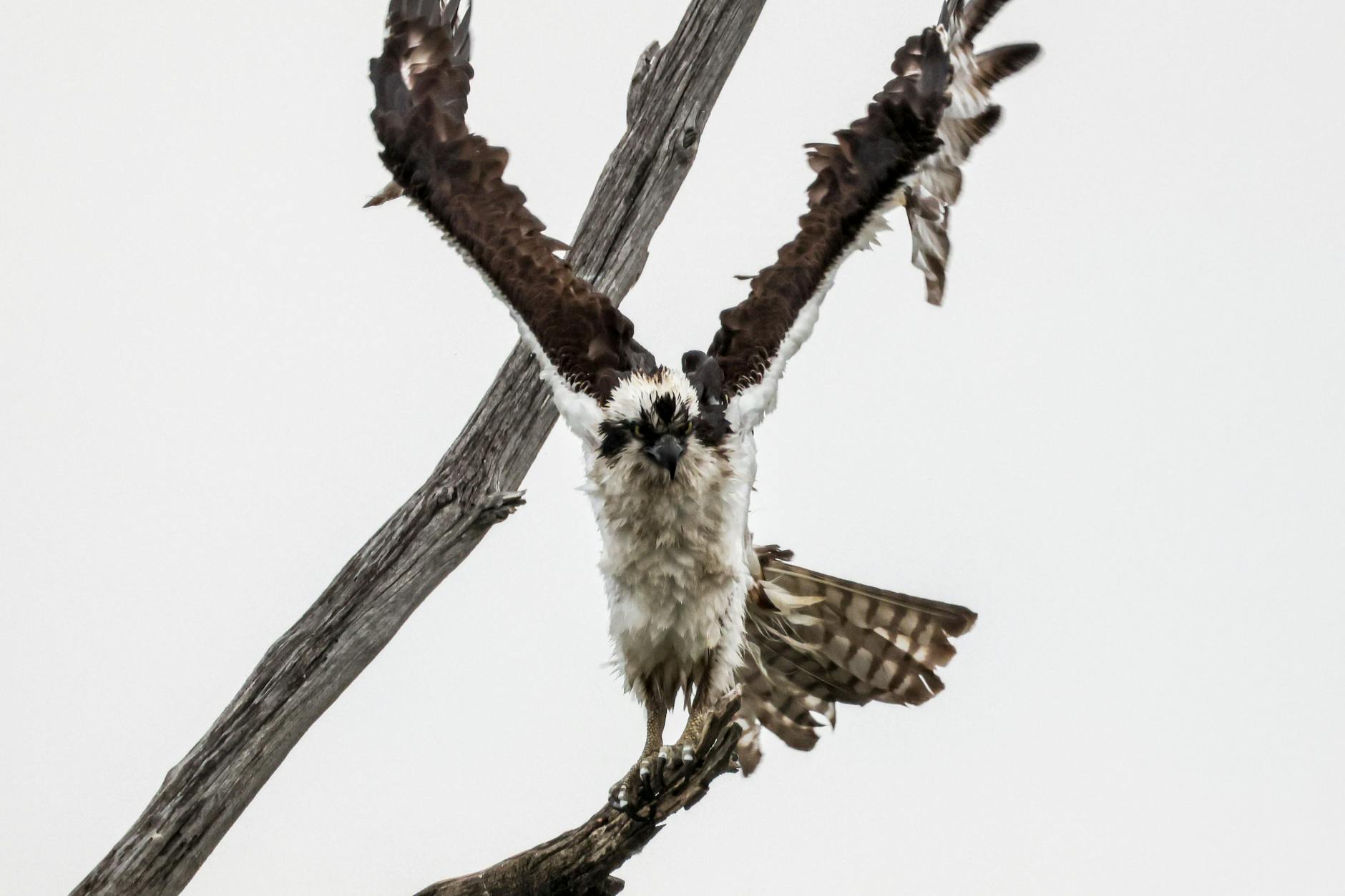 Birdwatcher’s Paradise: Bald Eagles, Osprey, and Seasonal Birds Along the Toutle River
